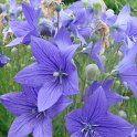 Platycodon grandiflorus fleur